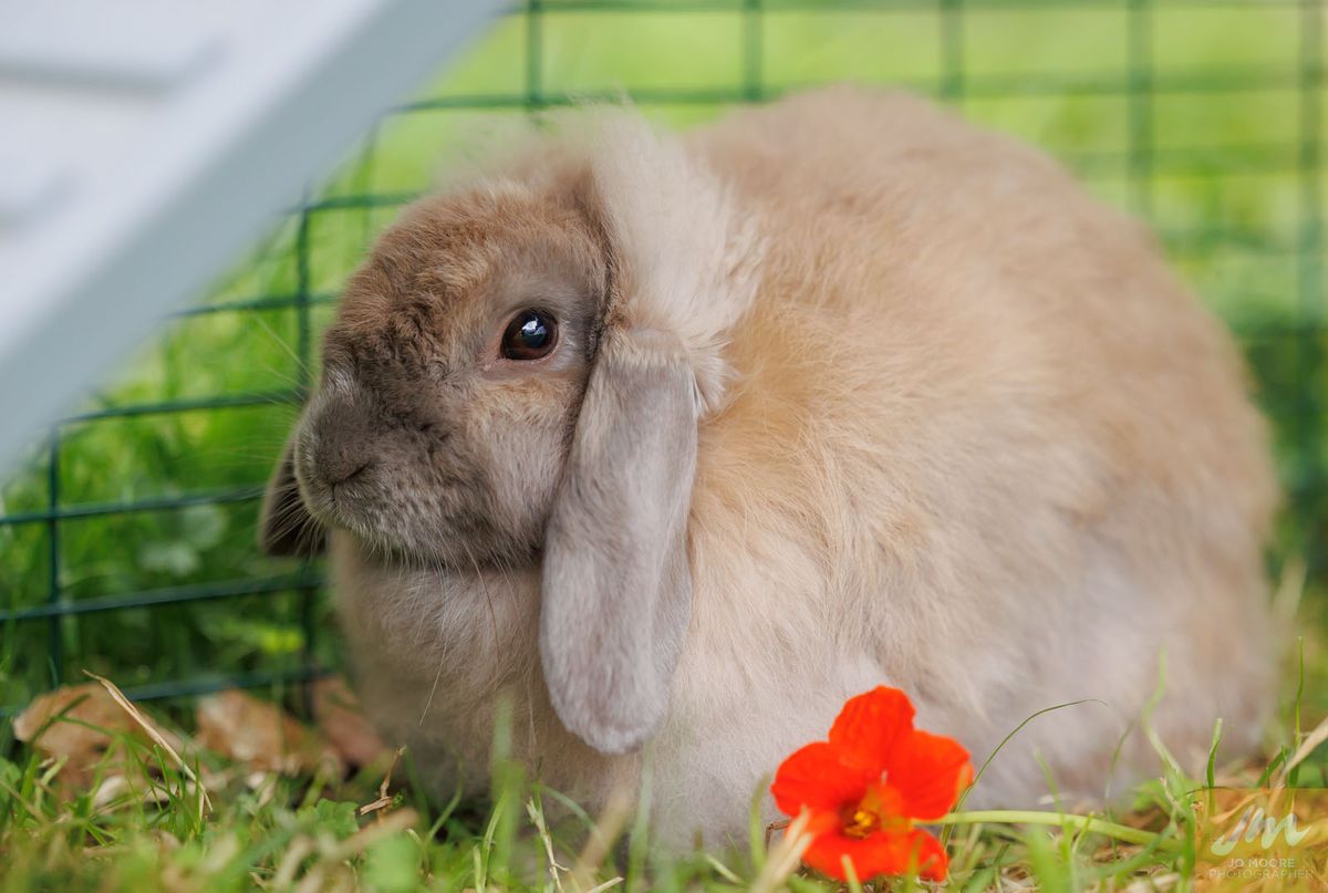 Gallery image: Slippers