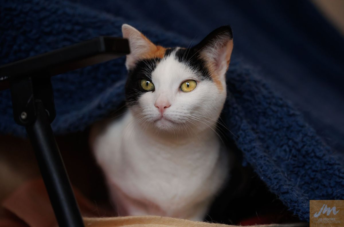 Gallery image: Hokey Pokey