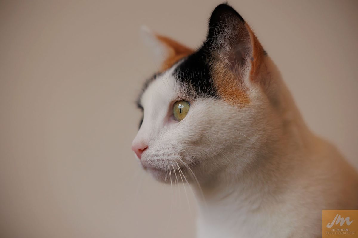 Gallery image: Hokey Pokey