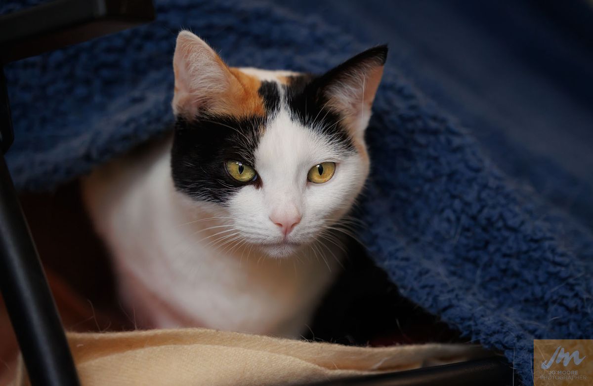 Gallery image: Hokey Pokey