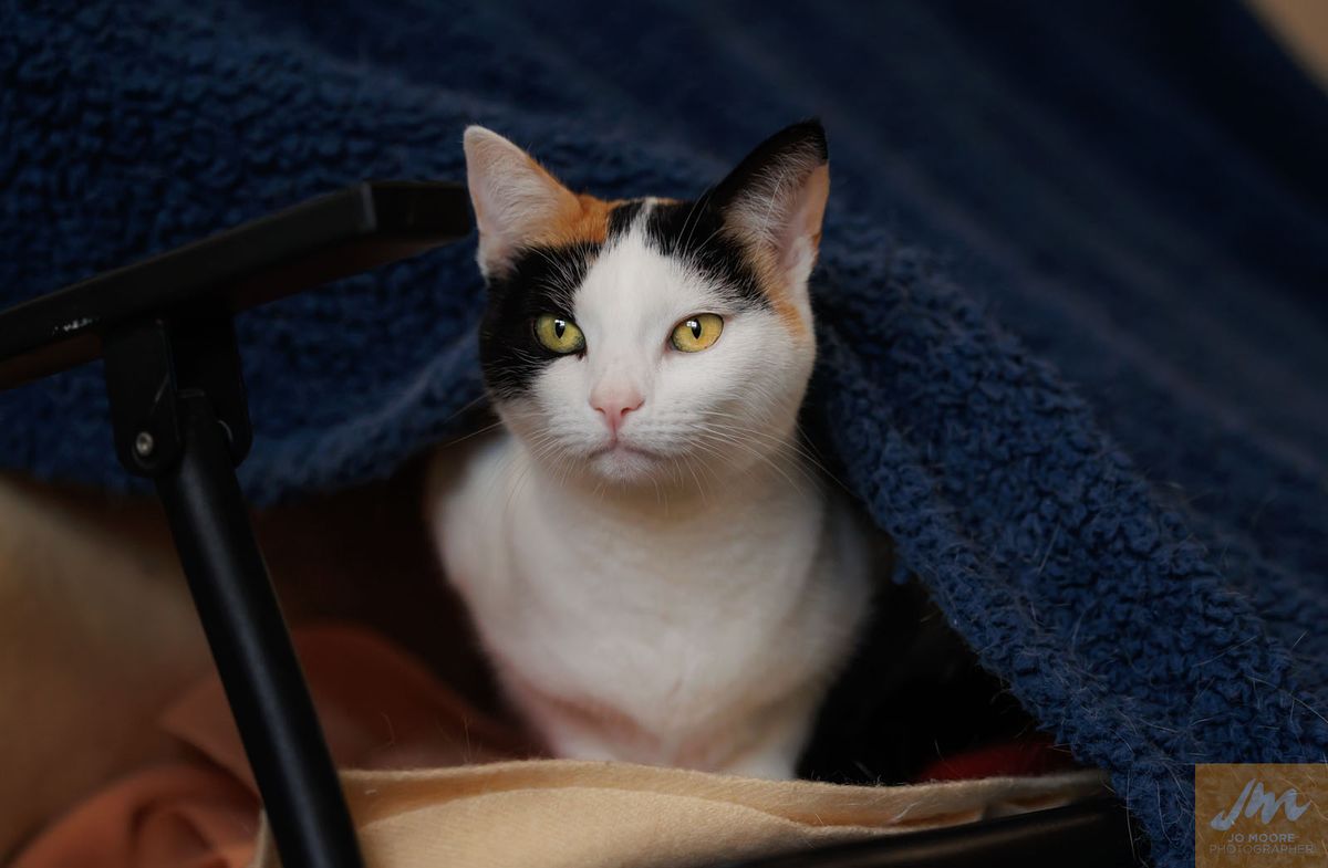 Gallery image: Hokey Pokey