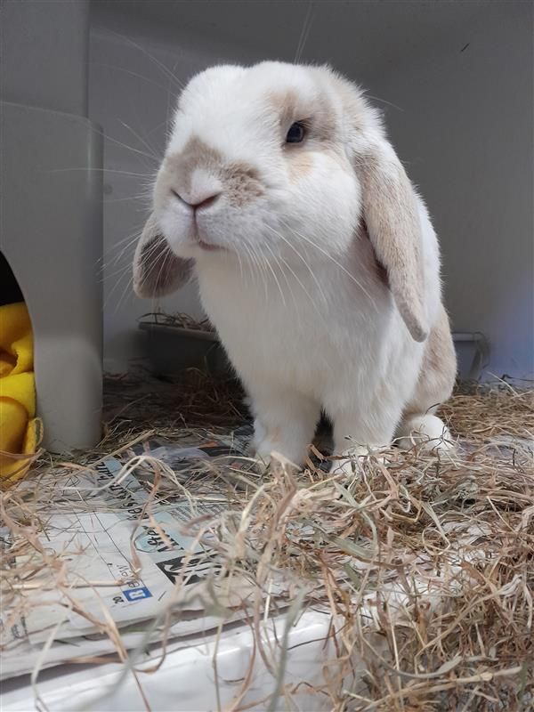 Gallery image: Jasper