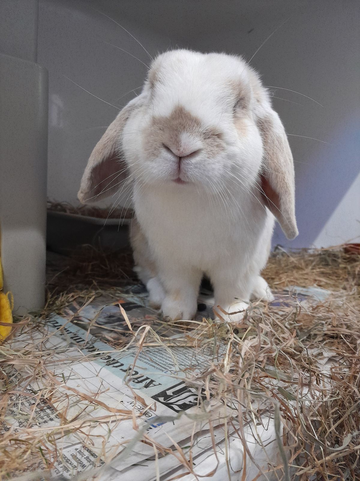 Gallery image: Jasper