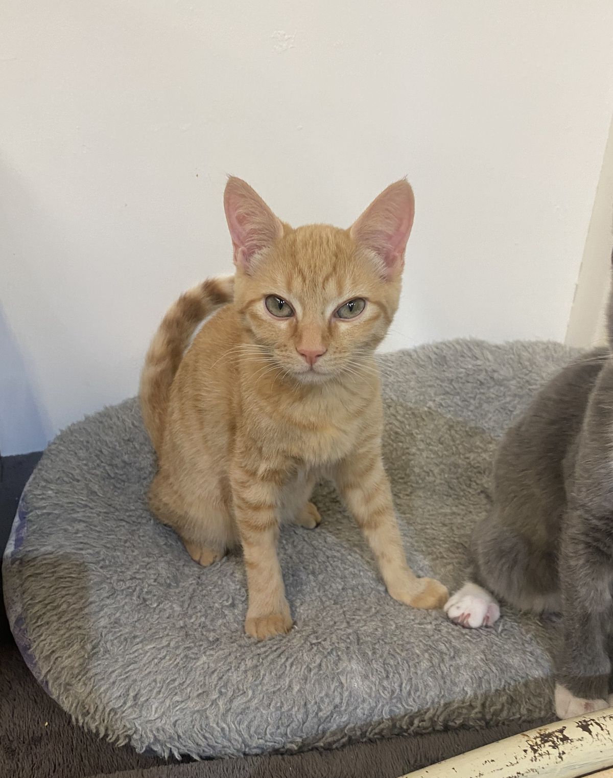 Gallery image: Dannielle