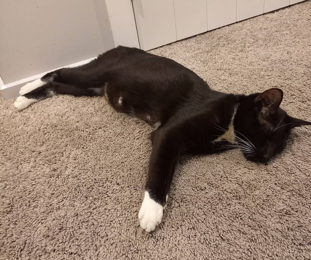 Gallery image: Raven 