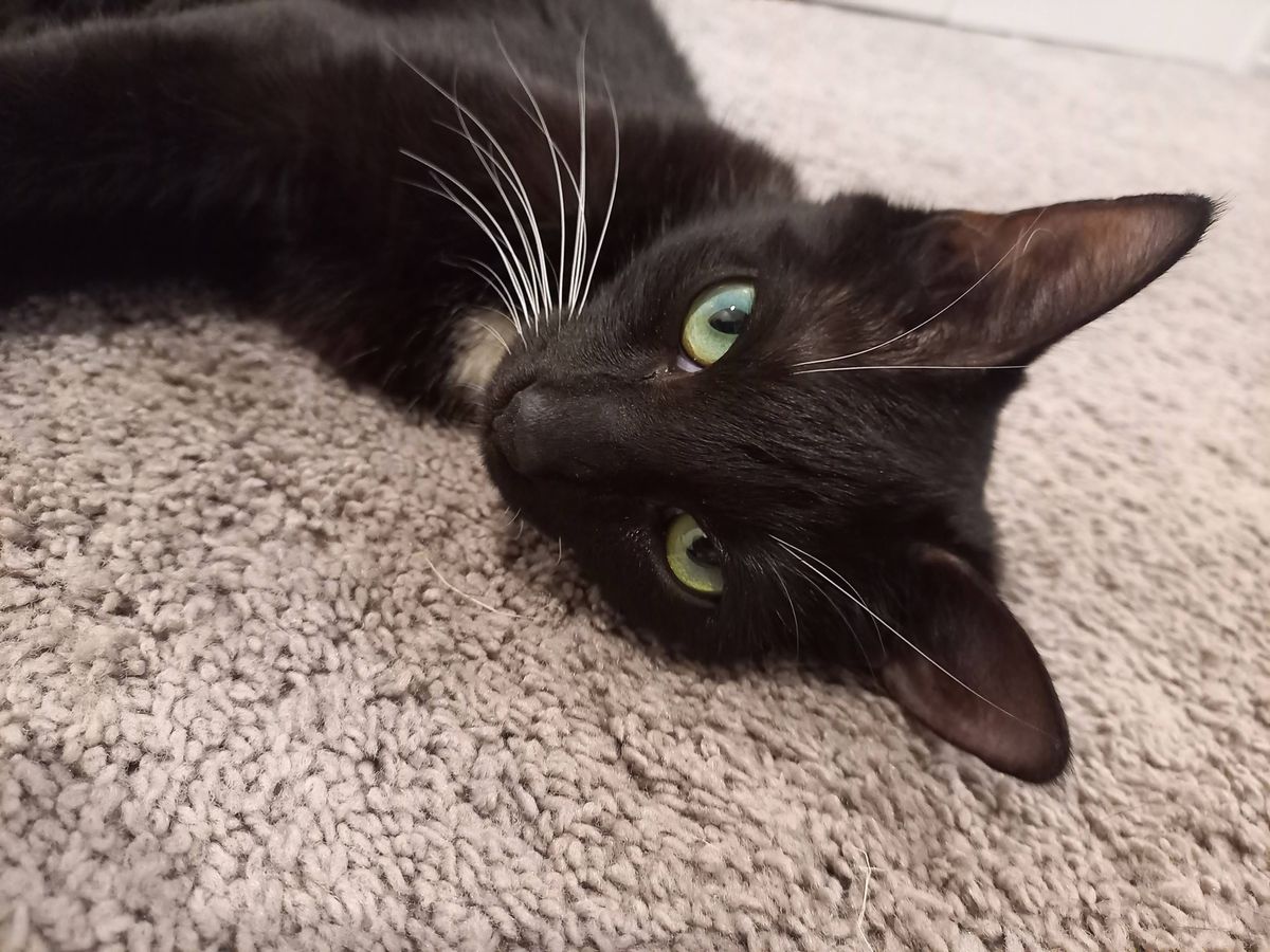 Gallery image: Raven 