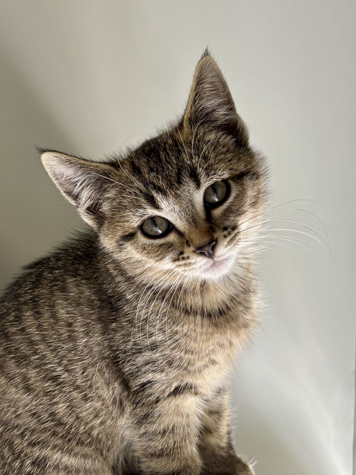 Gallery image: Puskin