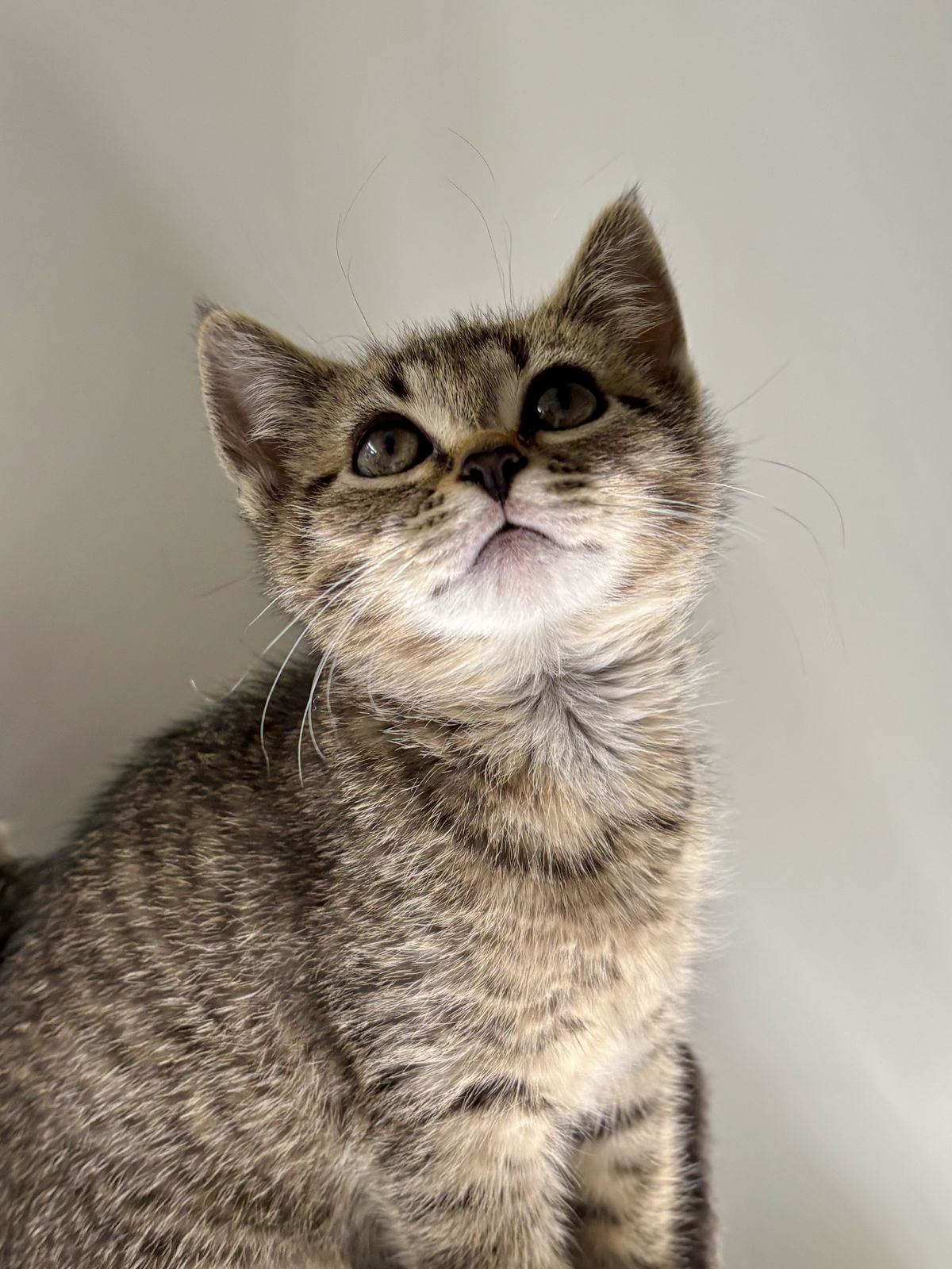 Gallery image: Puskin