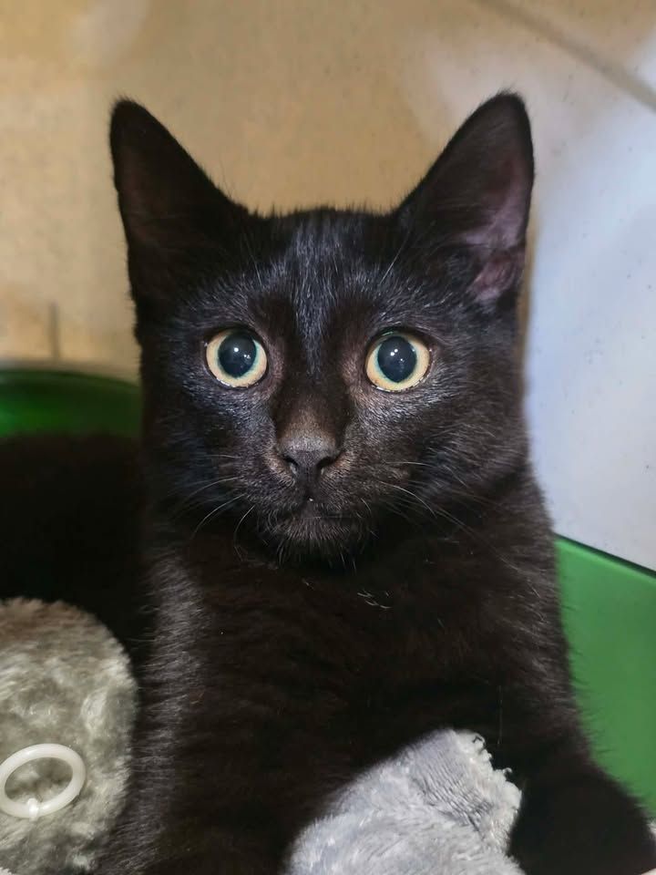 Gallery image: Midnight