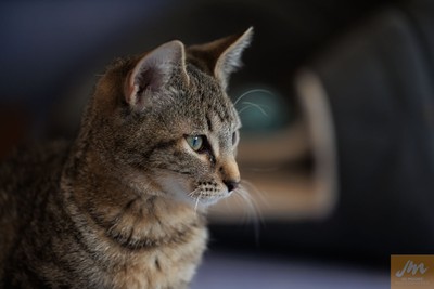 Lefty - Domestic Short Hair