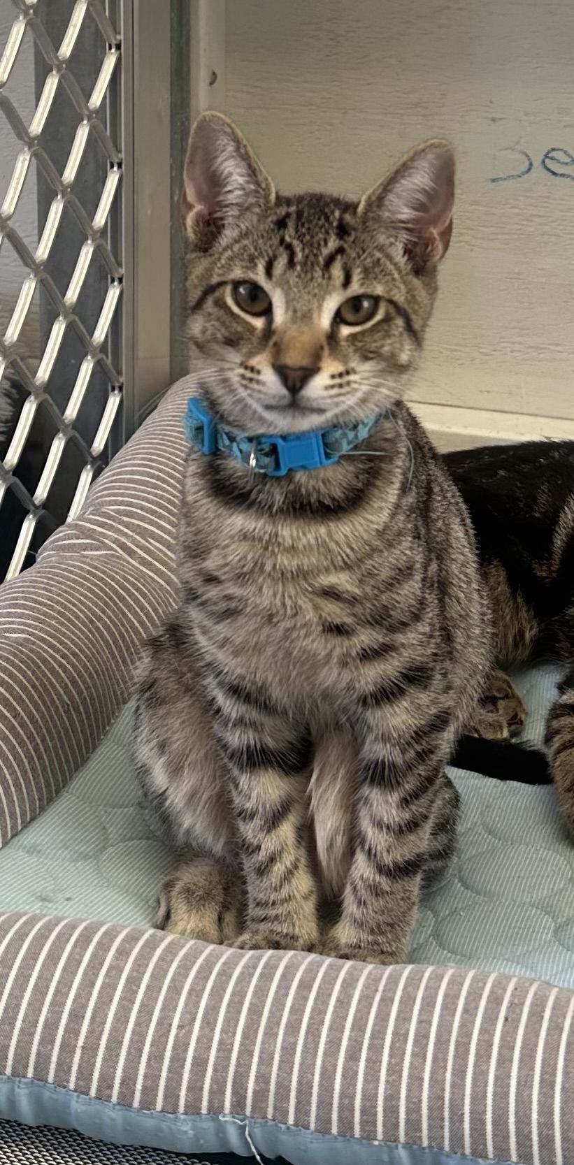 Gallery image: Raddish