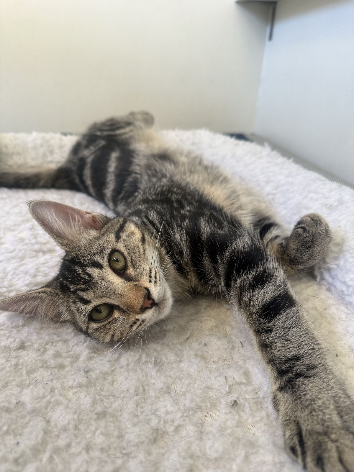 Gallery image: Madrid