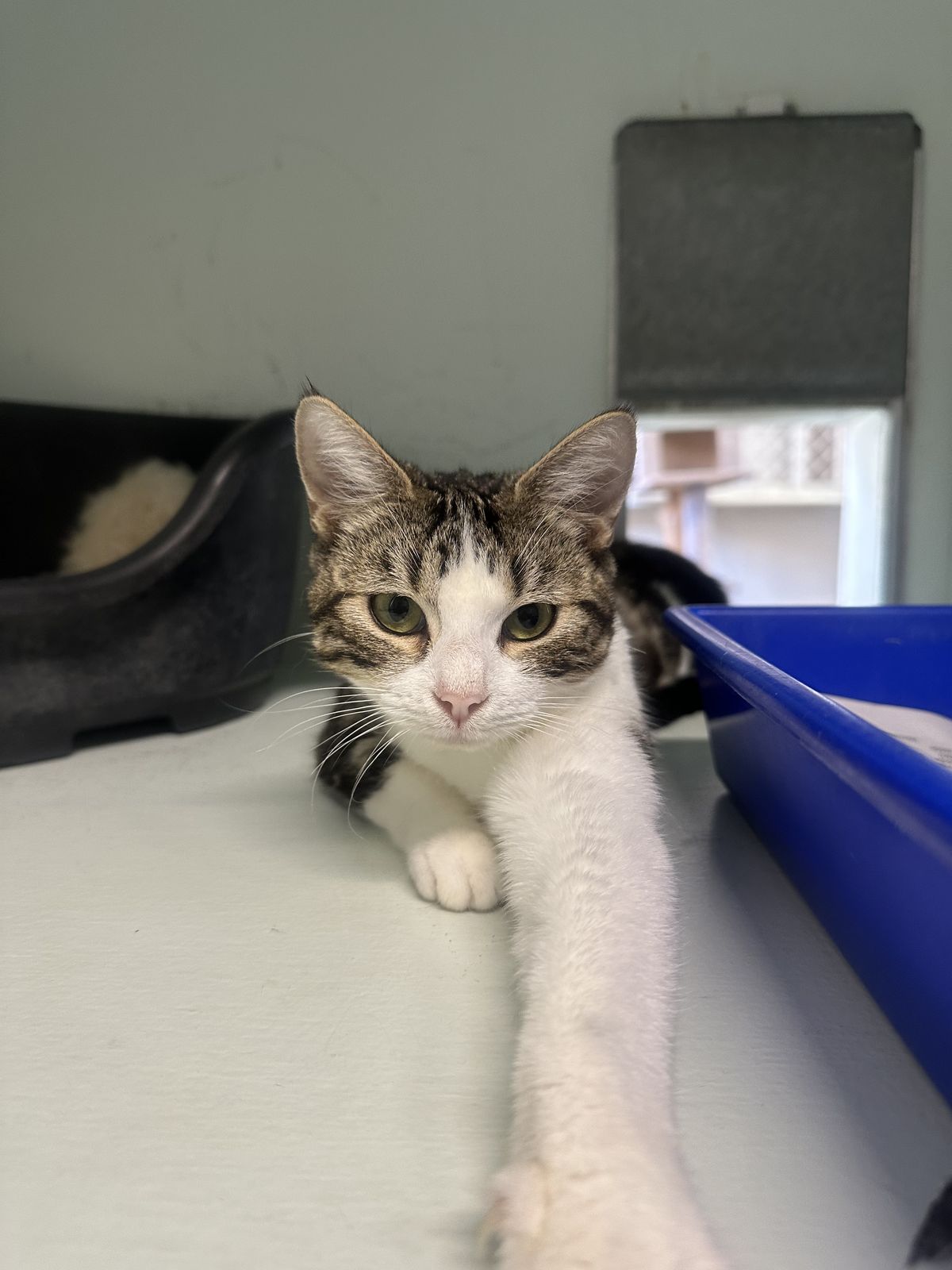 Gallery image: Tabitha