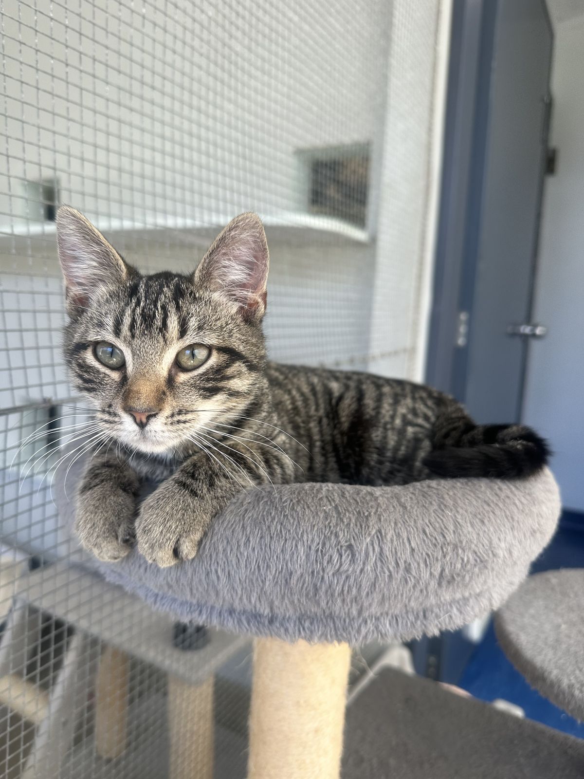 Gallery image: Saint Joe