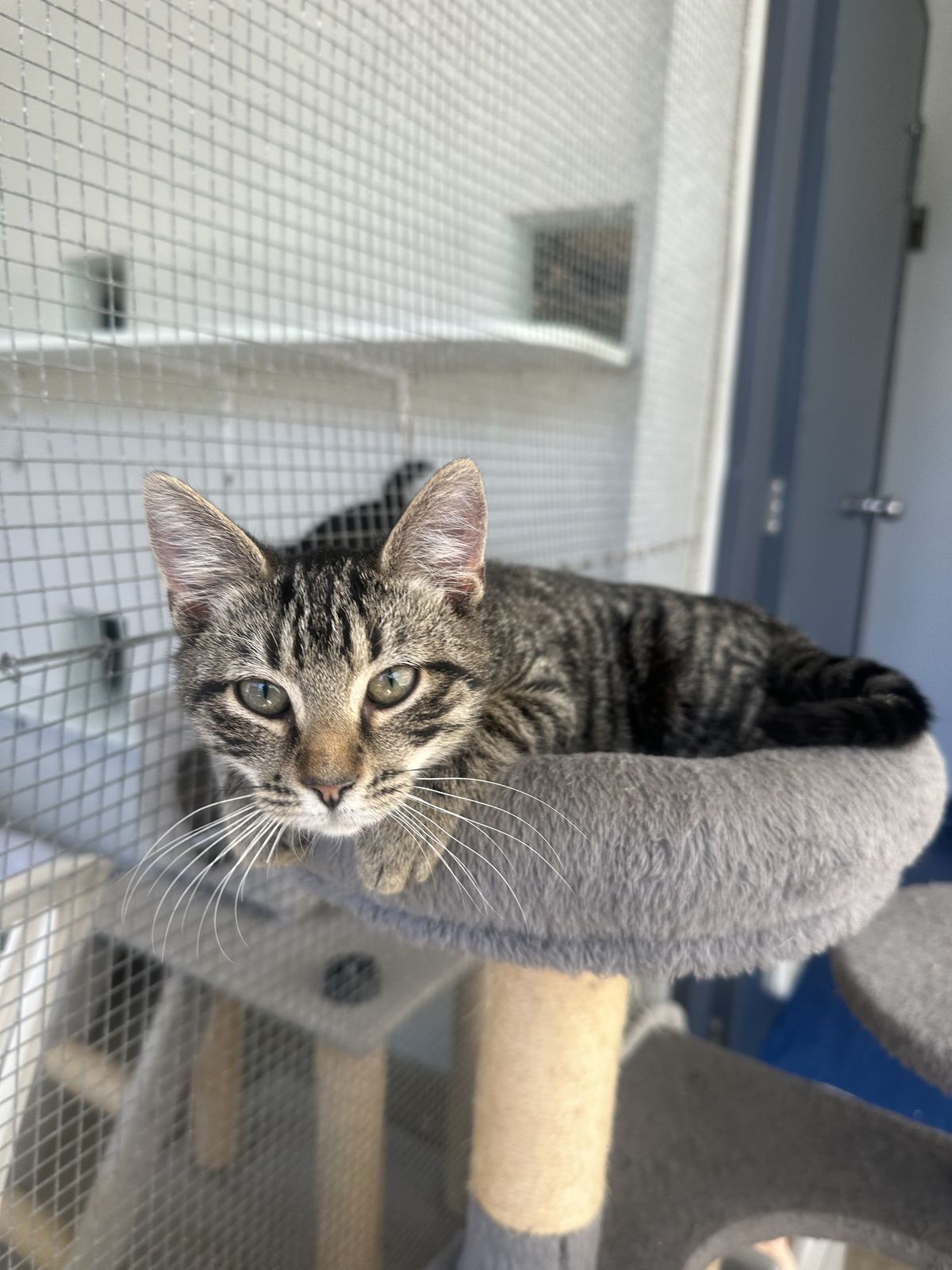 Gallery image: Saint Joe