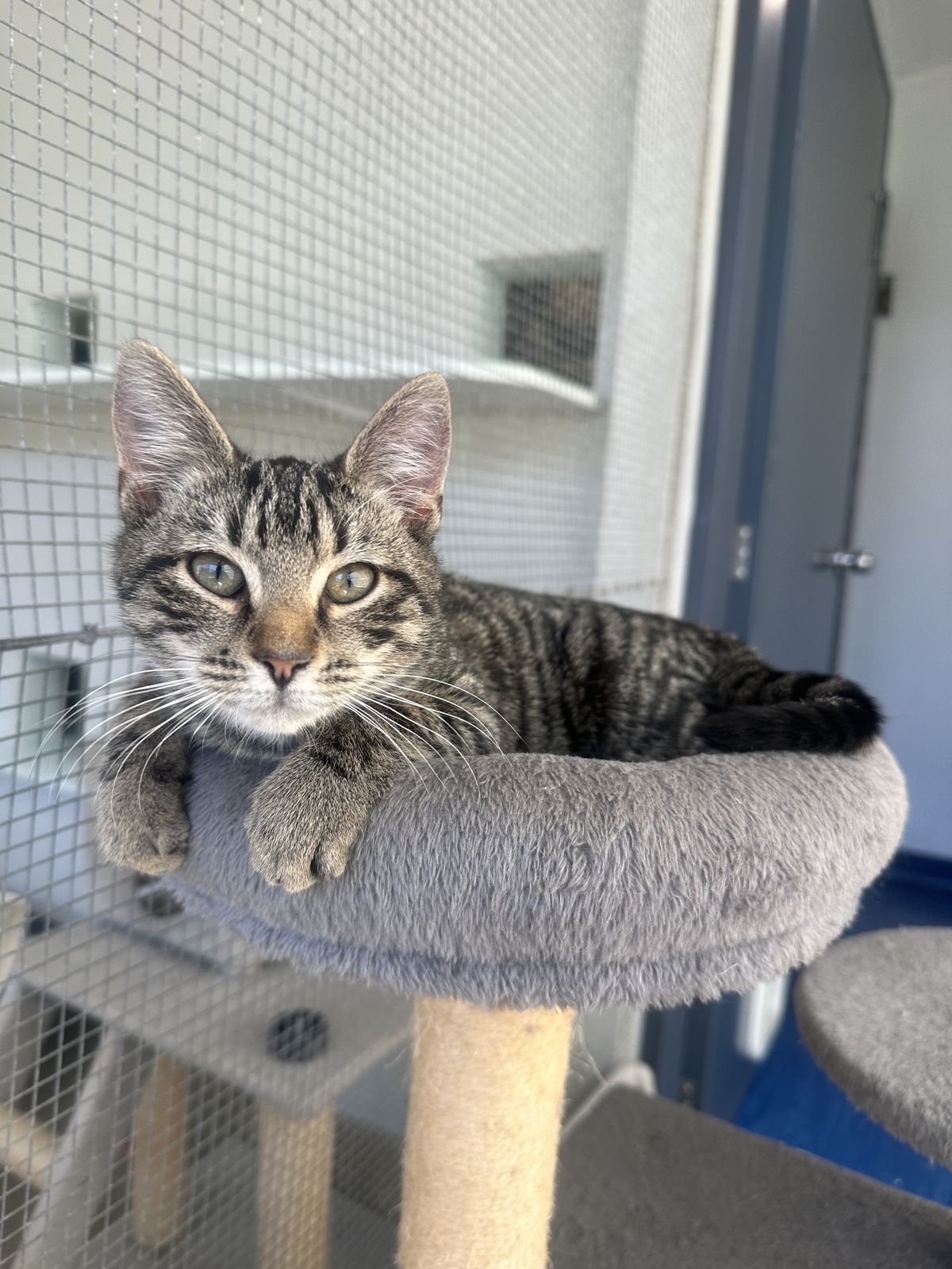 Gallery image: Saint Joe