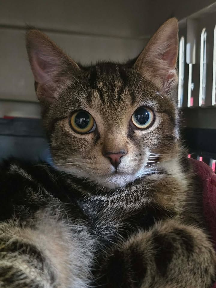 Gallery image: Mystic