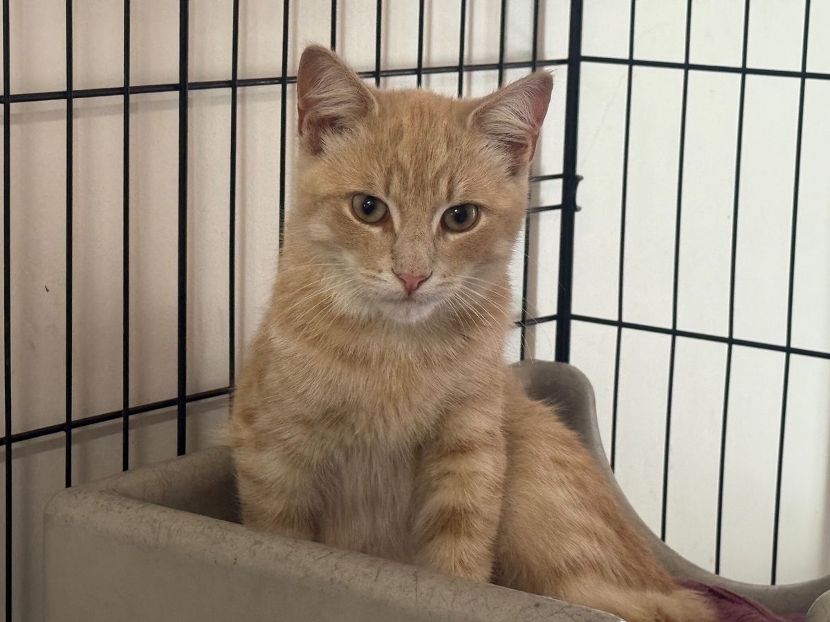 Gallery image: Flame