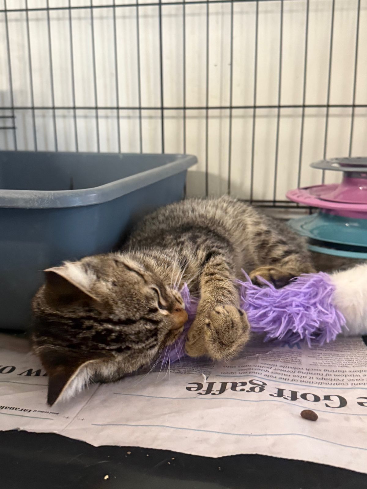 Gallery image: Tyson