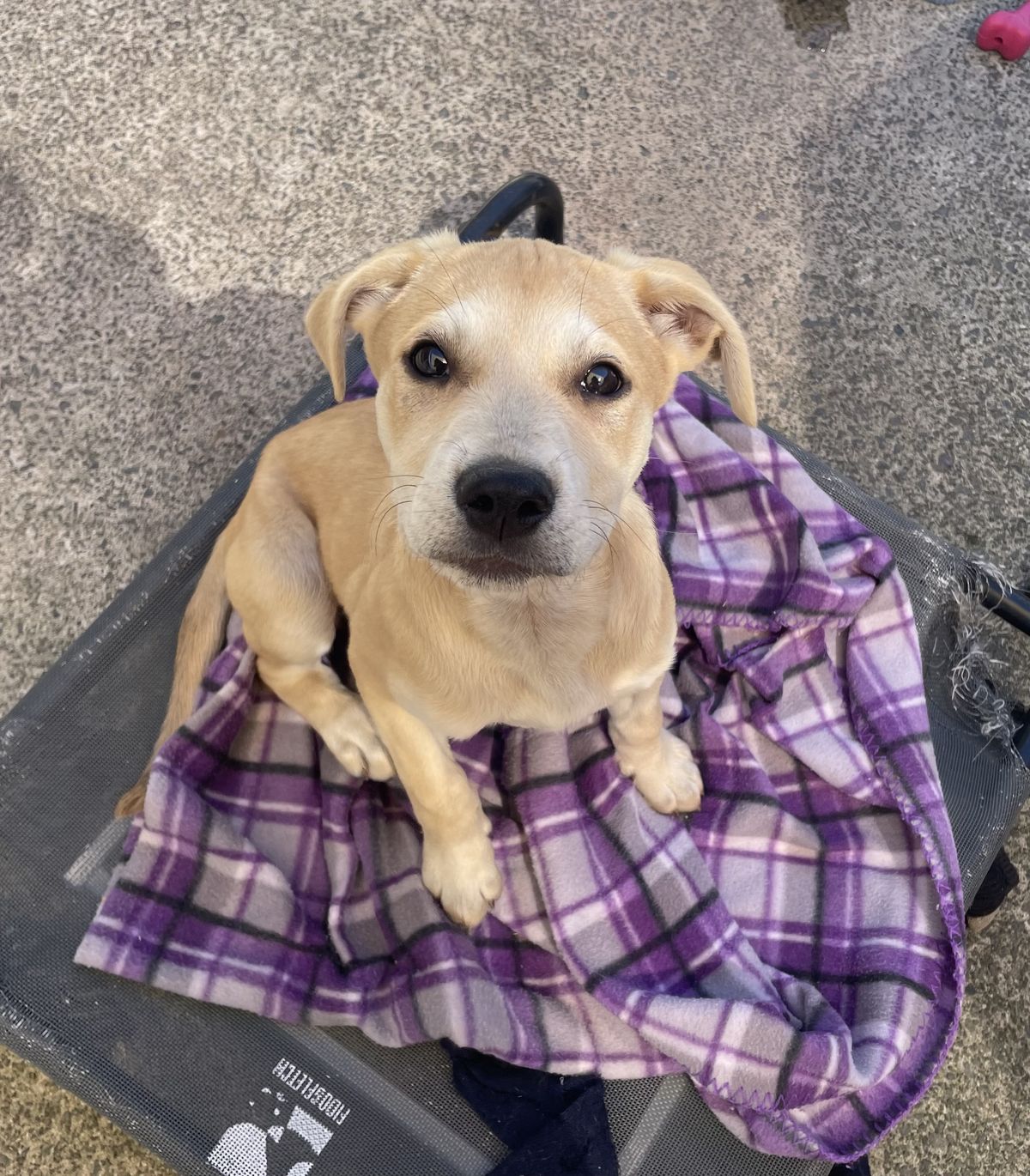 Gallery image: Pearl