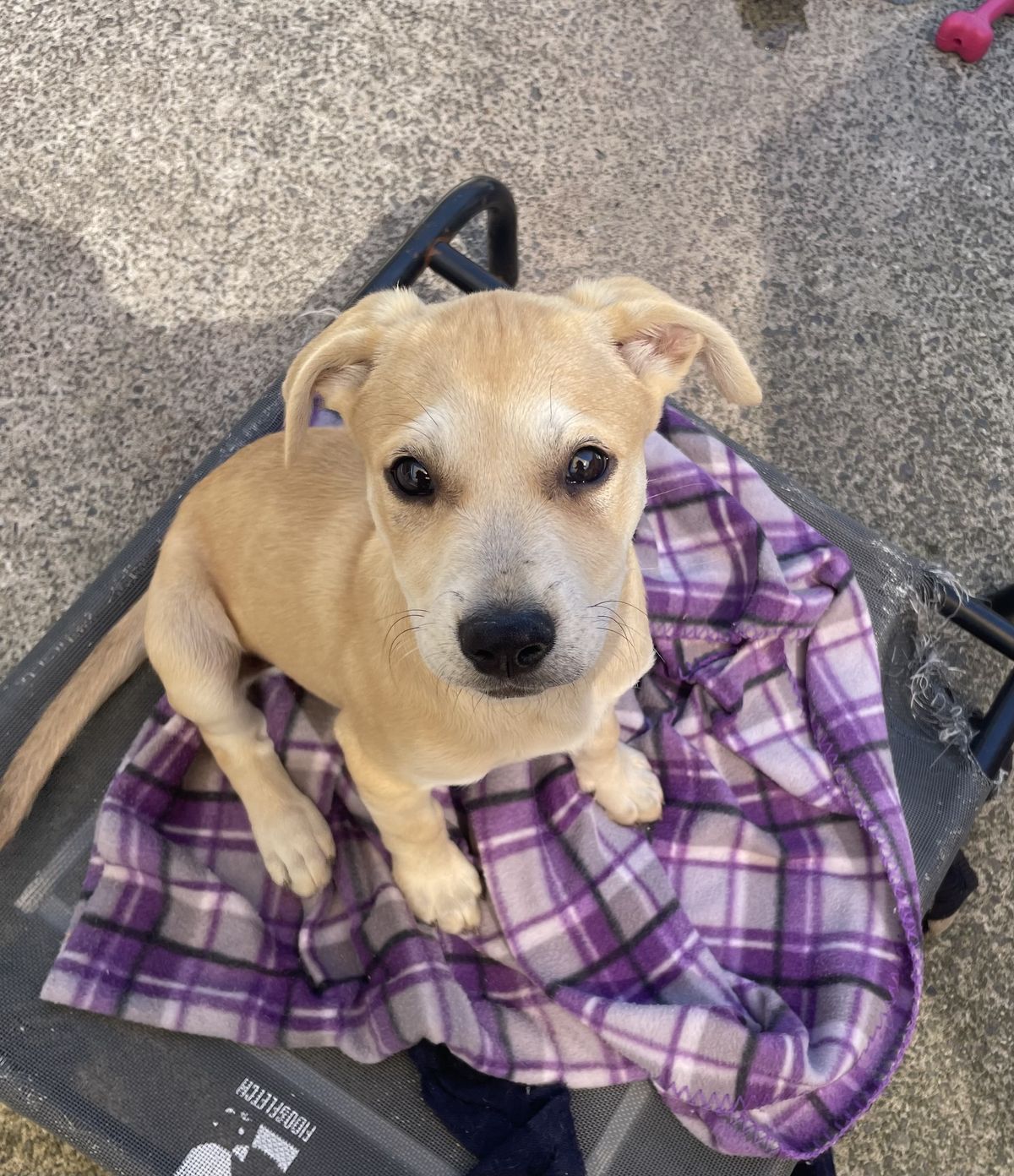 Gallery image: Pearl