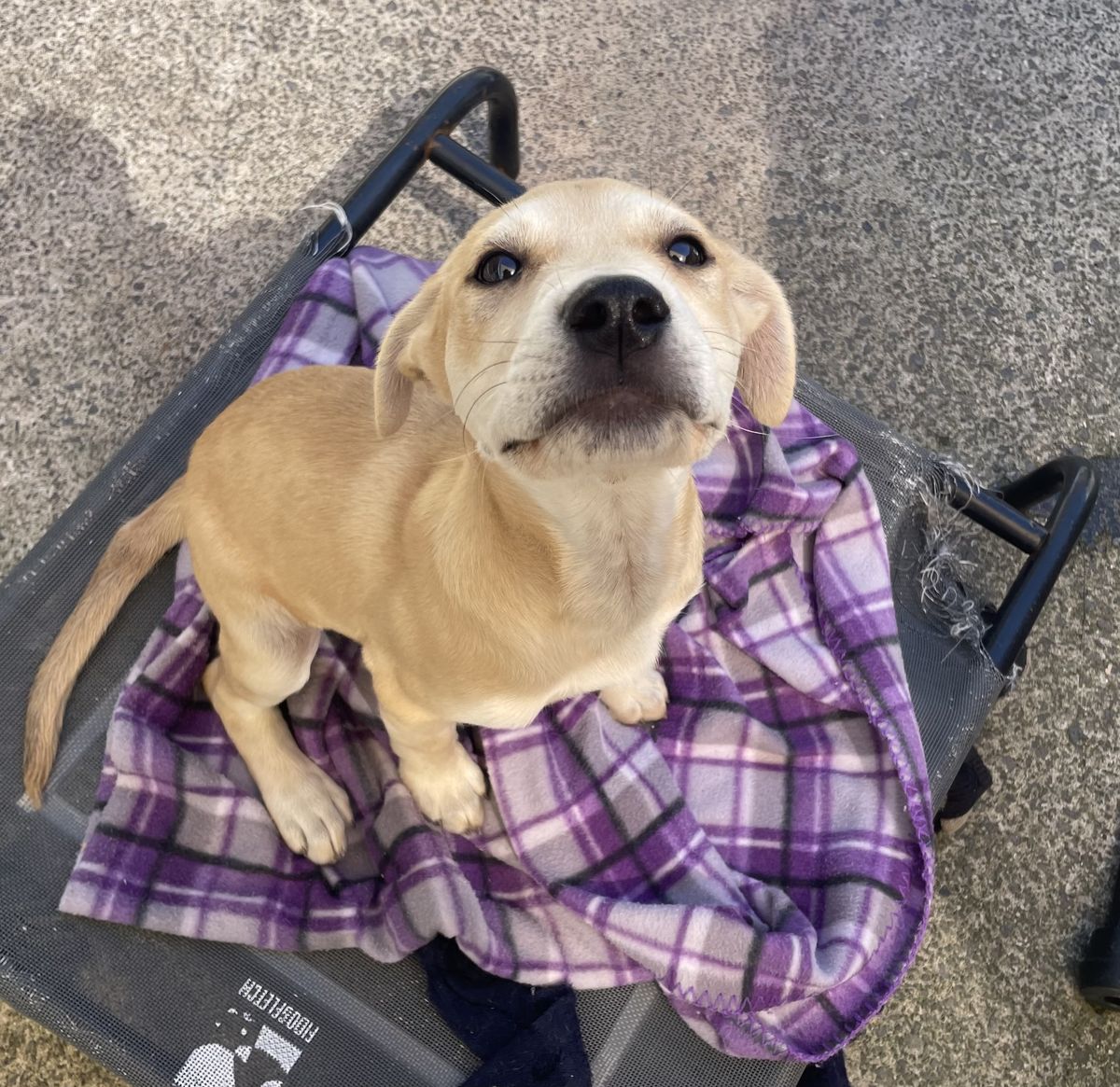 Gallery image: Pearl