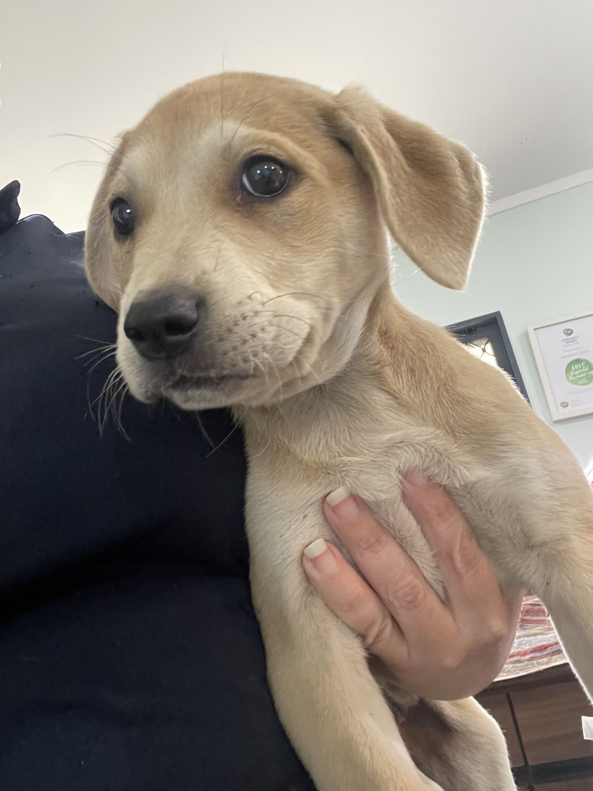 Gallery image: Pearl