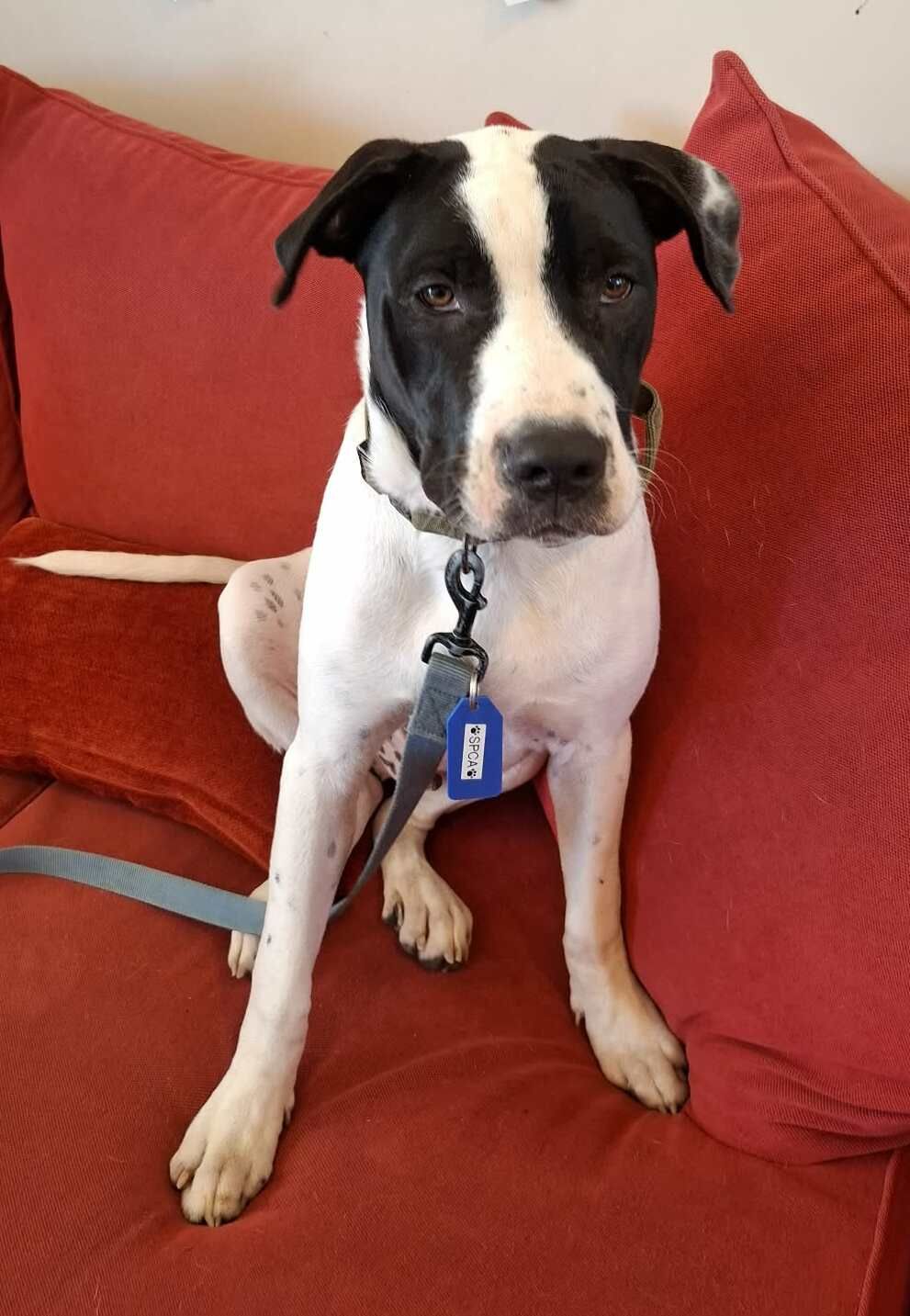 Gallery image: Archer