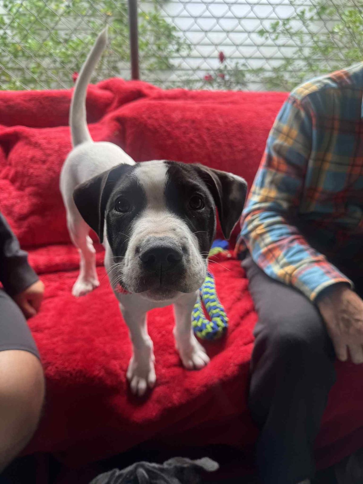 Gallery image: Archer