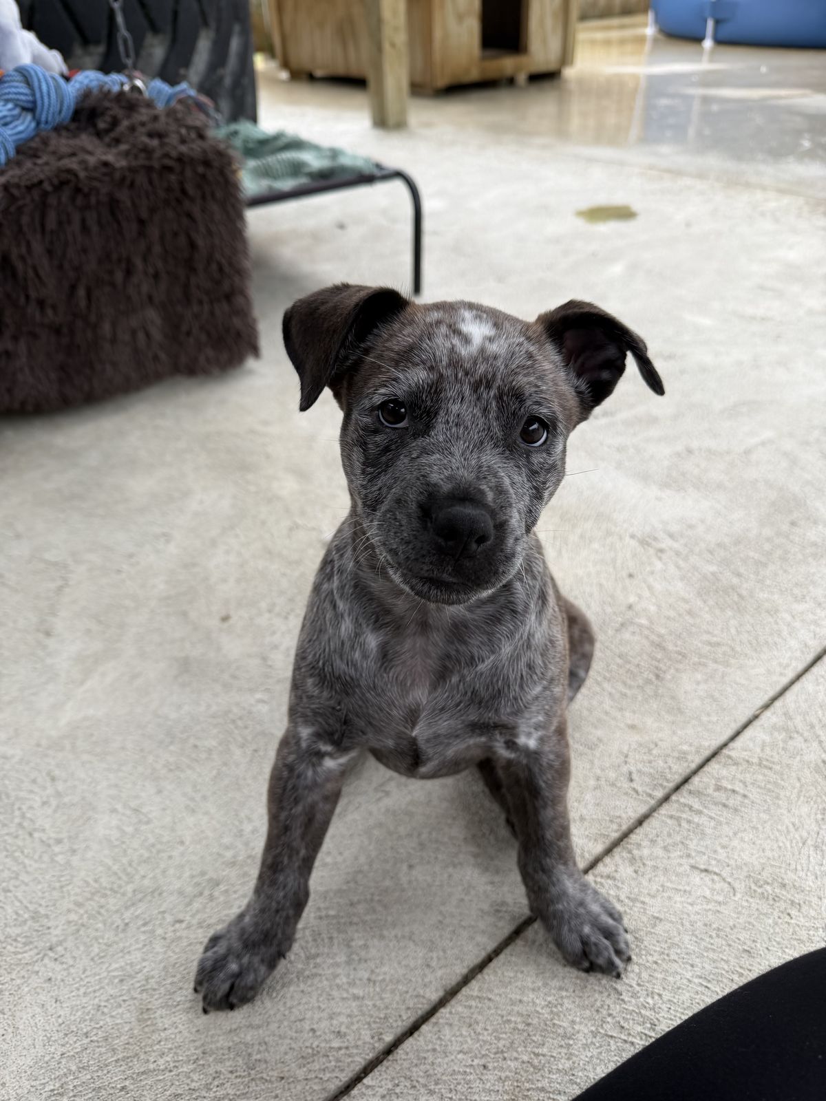 Gallery image: Betty - Lou