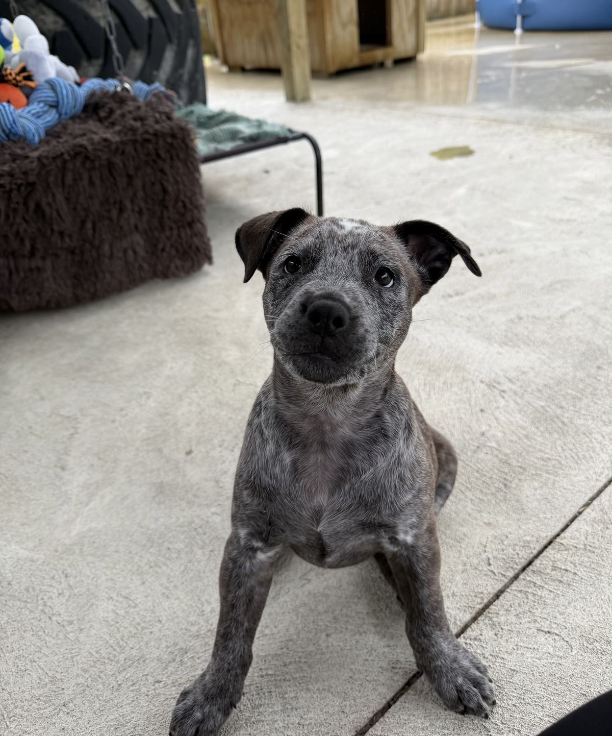 Gallery image: Betty - Lou