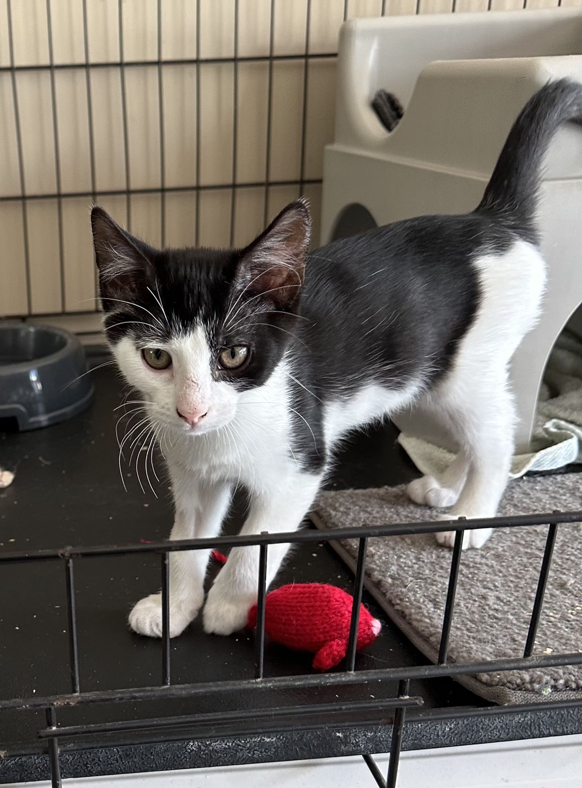 Gallery image: Kitkat