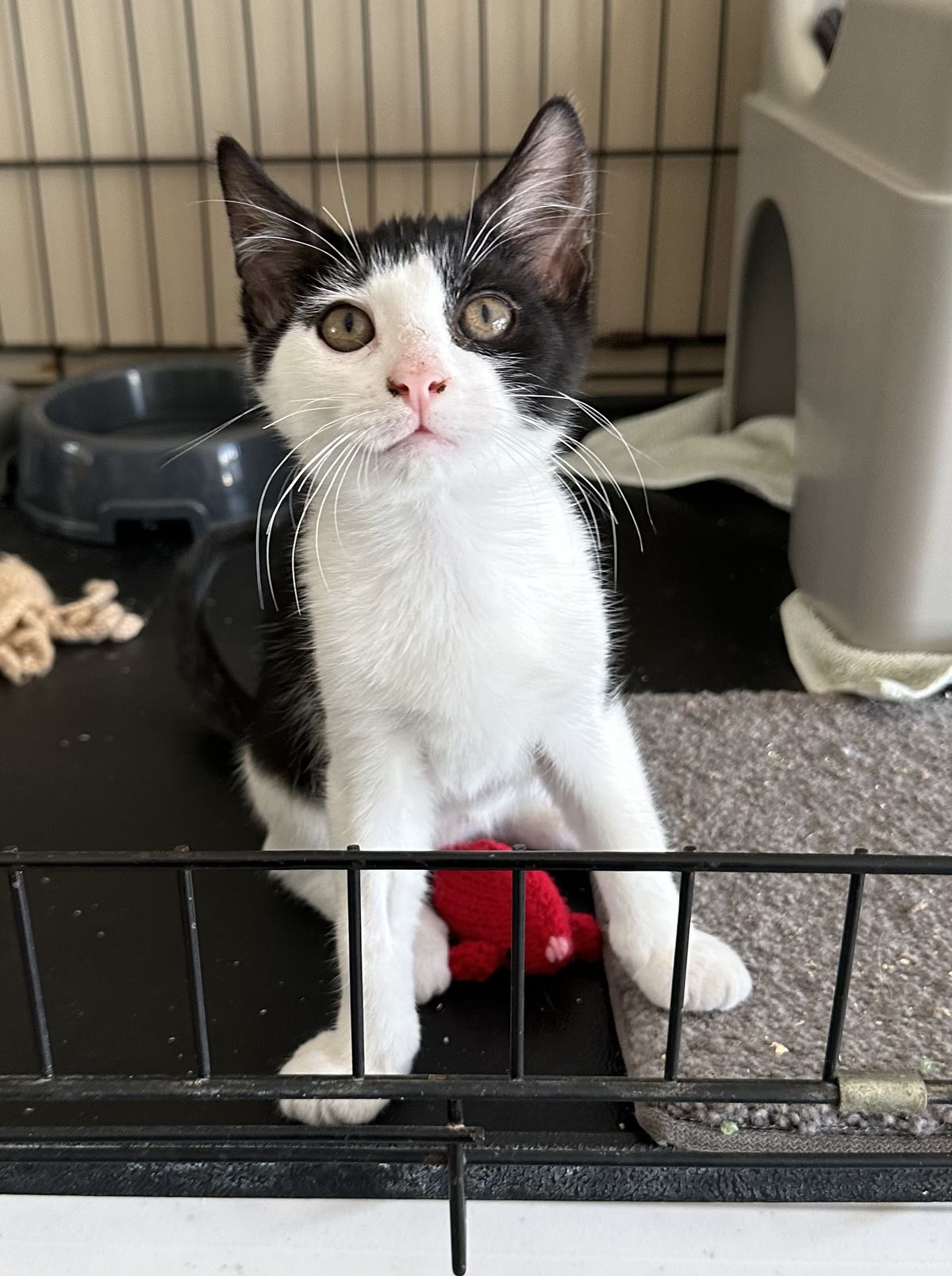 Gallery image: Kitkat