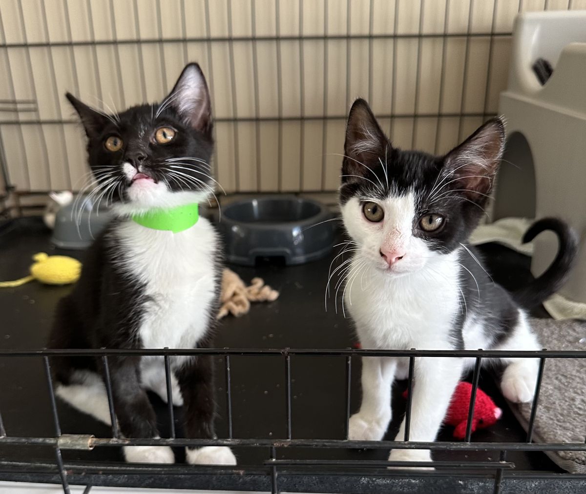 Gallery image: Kitkat