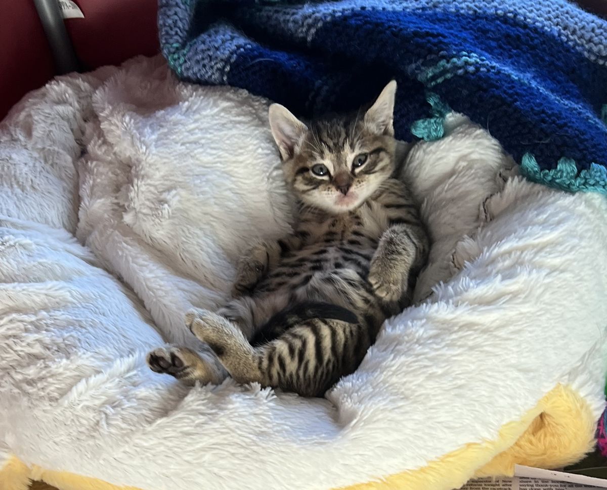 Gallery image: Albert