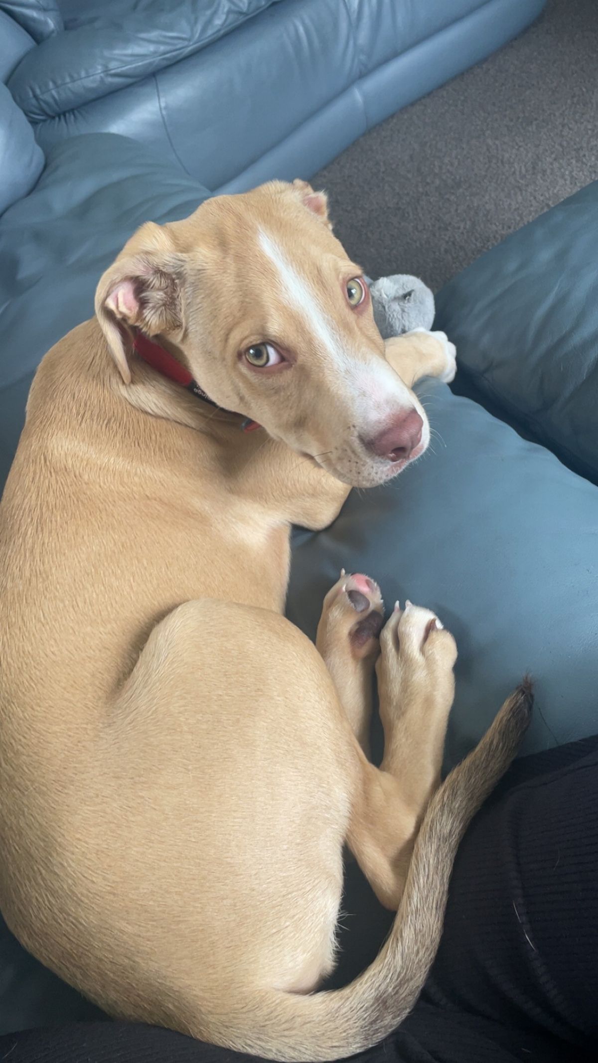 Gallery image: Mango