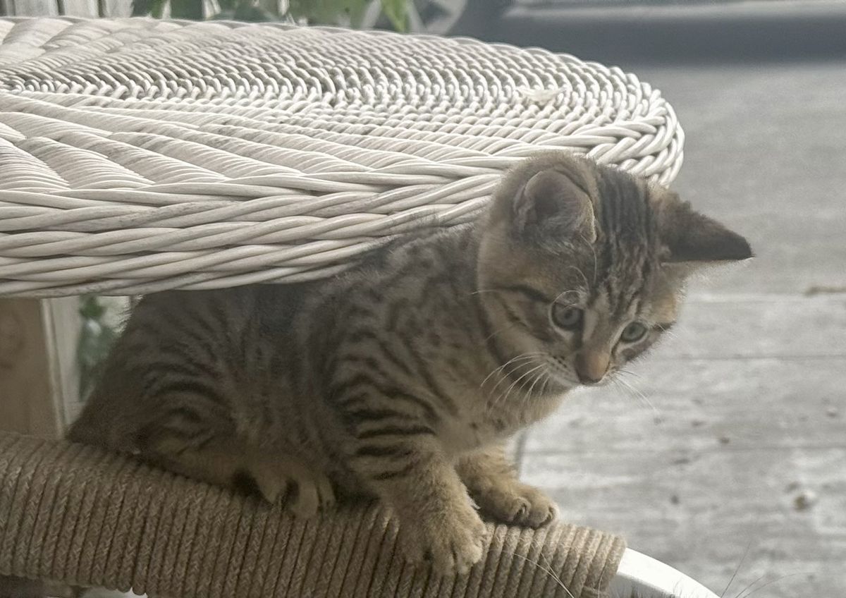 Gallery image: Albert