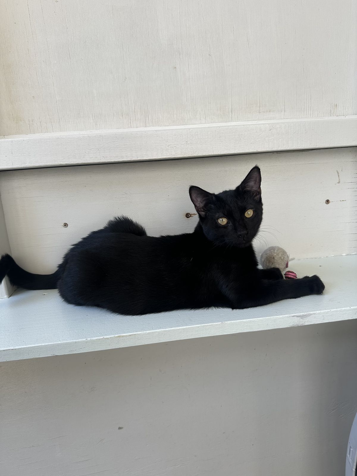 Gallery image: Smore