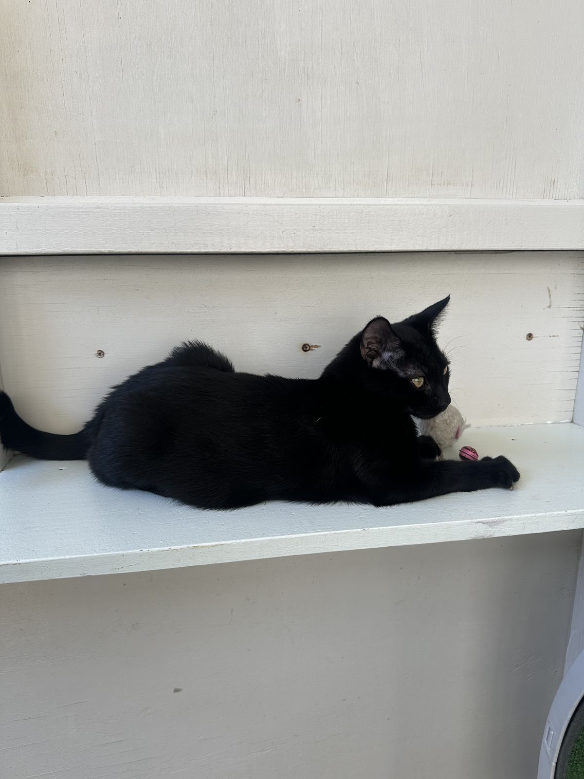 Gallery image: Smore