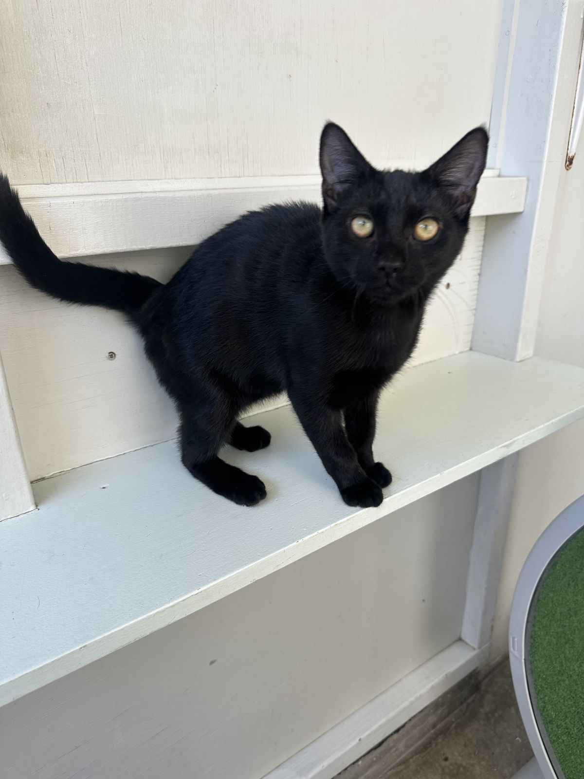 Gallery image: Smore