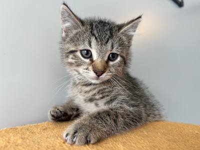 Kiwa - Domestic Short Hair