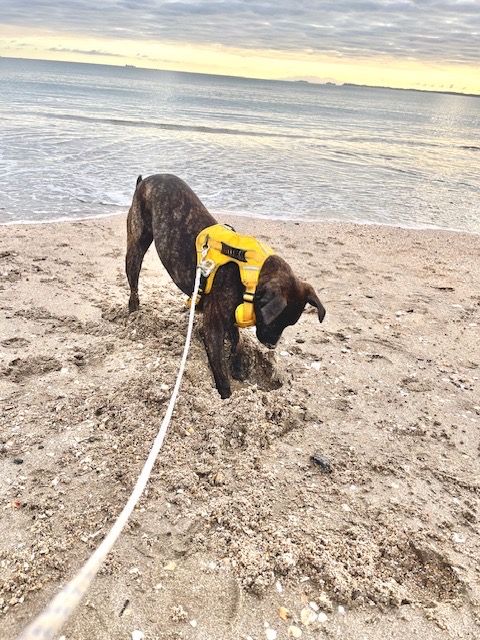 Gallery image: Chutney