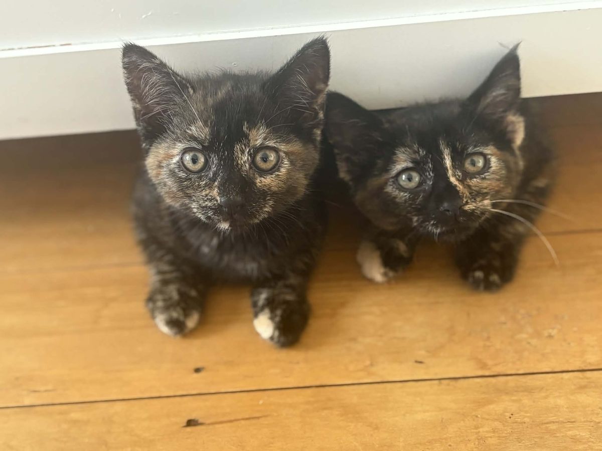 Gallery image: Nutmeg