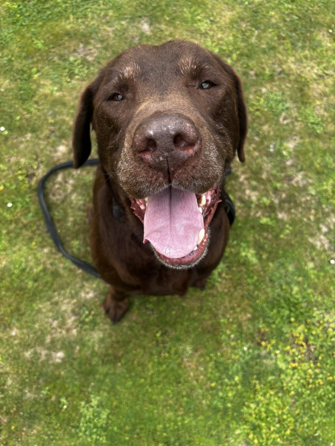 Gallery image: Goose 