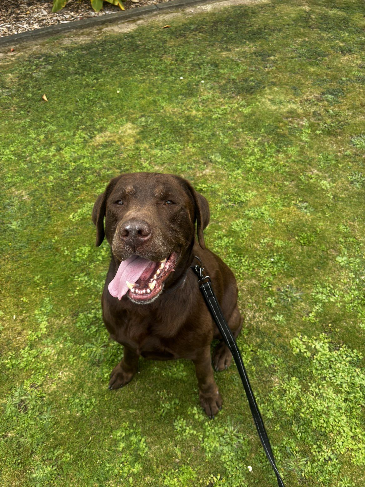 Gallery image: Goose 