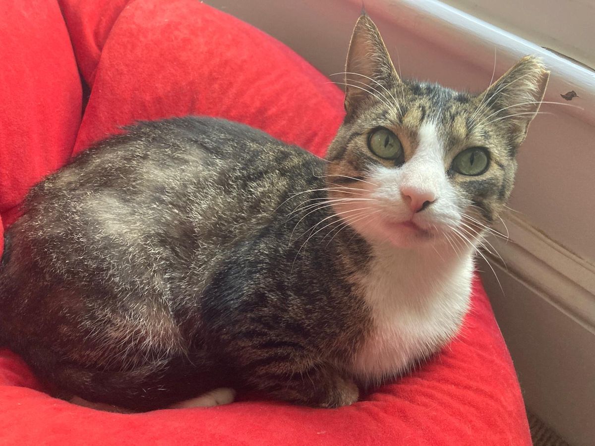 Gallery image: Coolio