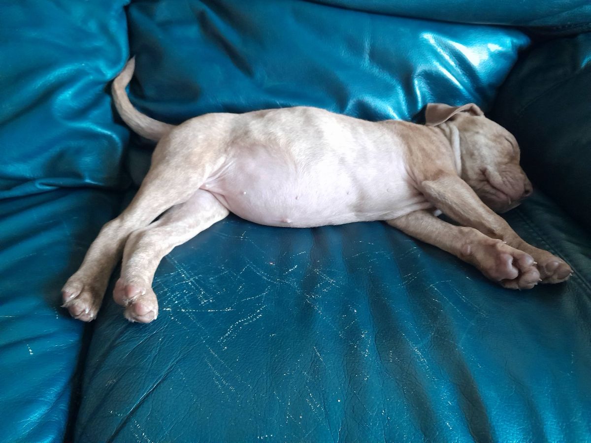 Gallery image: Willow 