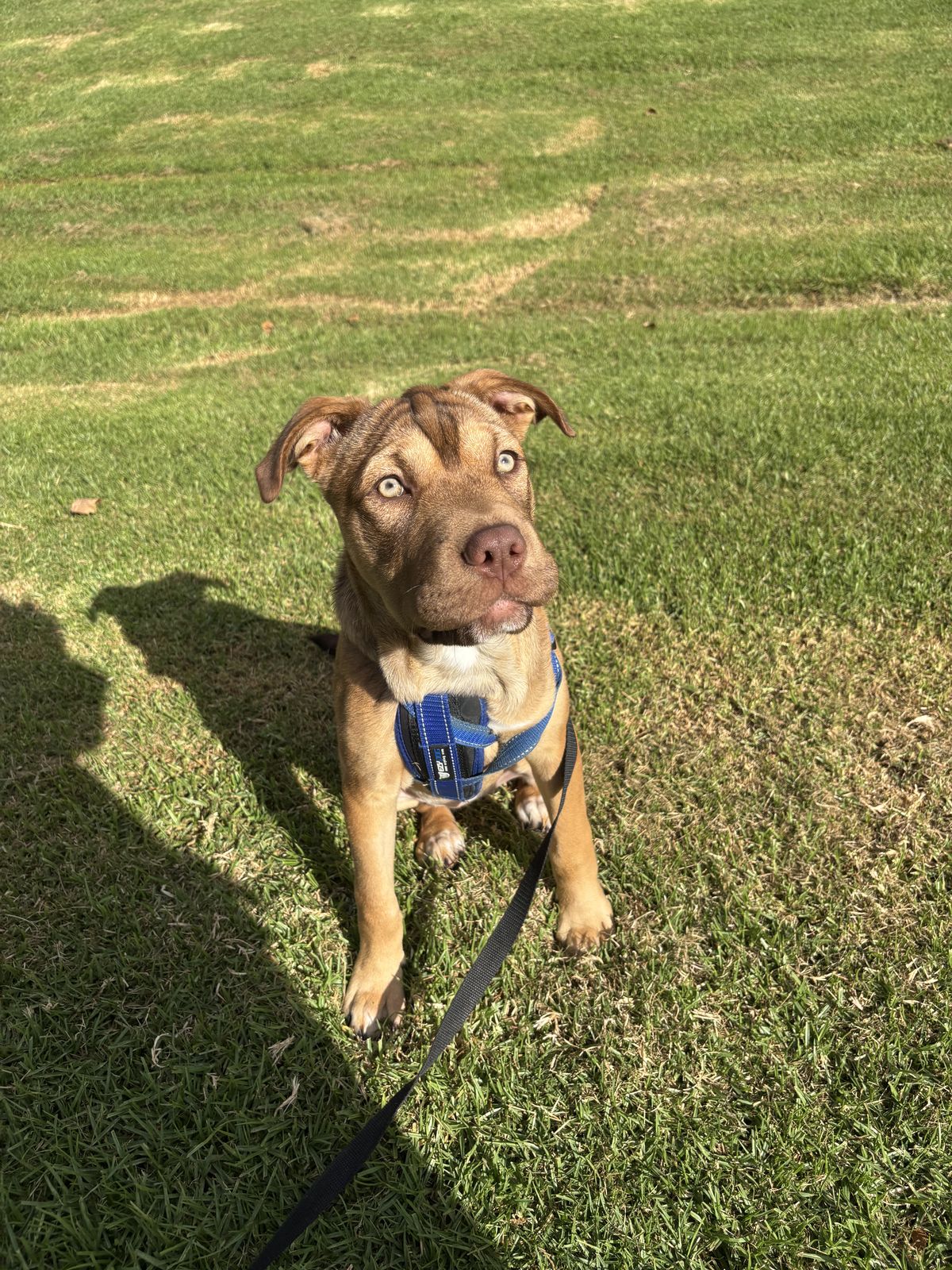 Gallery image: Caramella 