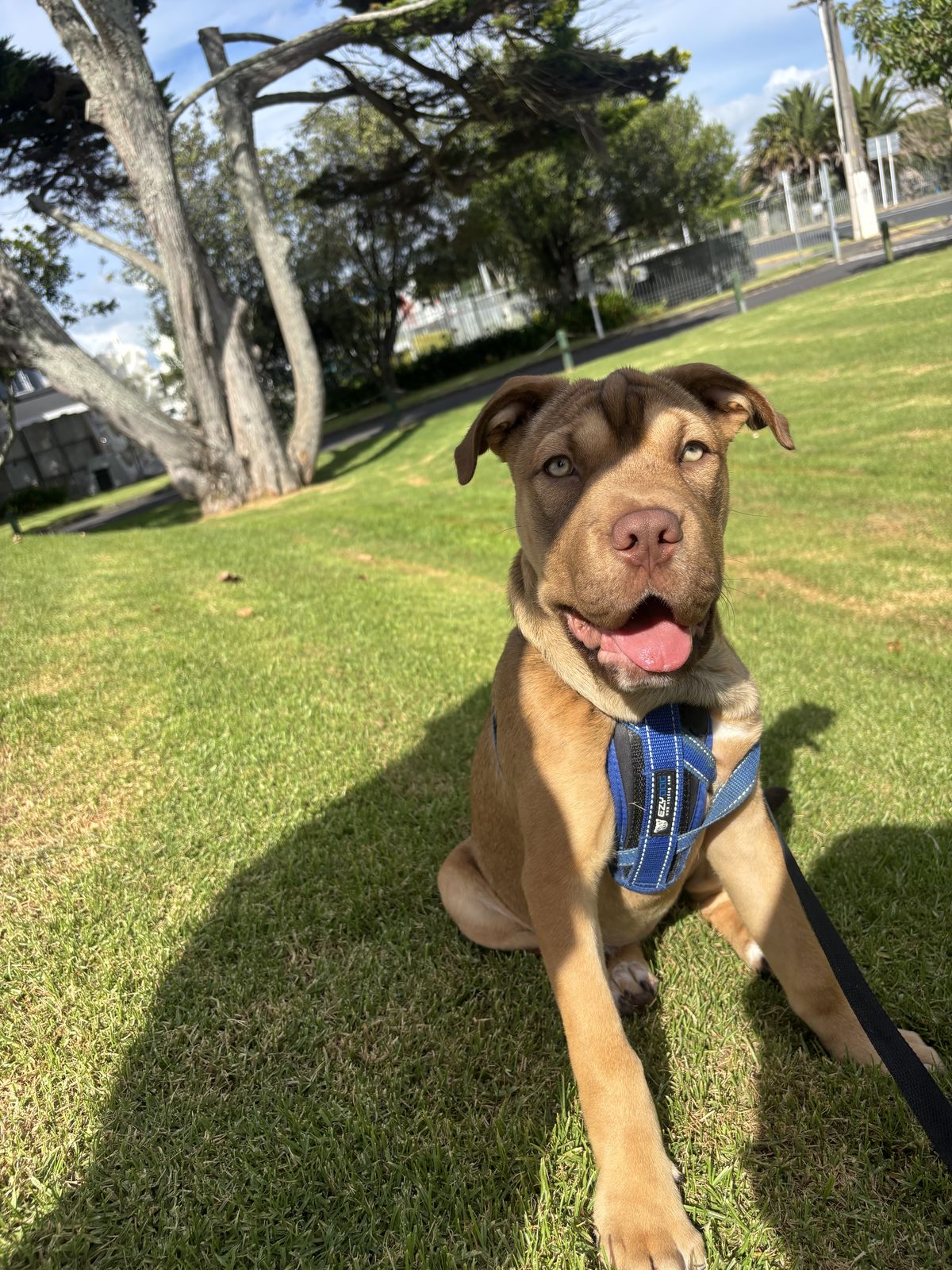 Gallery image: Caramella 