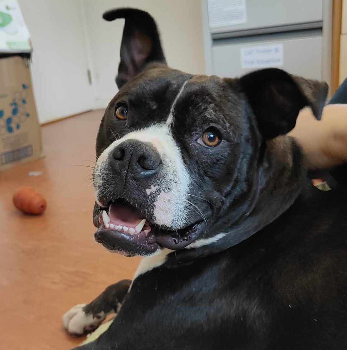 Gallery image: Buster